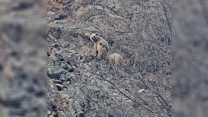 Tunceli'de kış uykusuna yatamayan Ayı ailesi görüntülendi