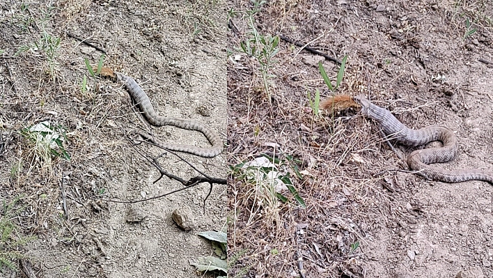 Tunceli'de koca engerek, sincabı yuttu