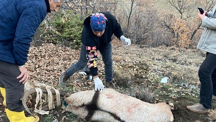 Tunceli'de köpeklerin saldırısına uğrayan yaban keçisi, tedavisi yapılarak doğaya bırakıldı