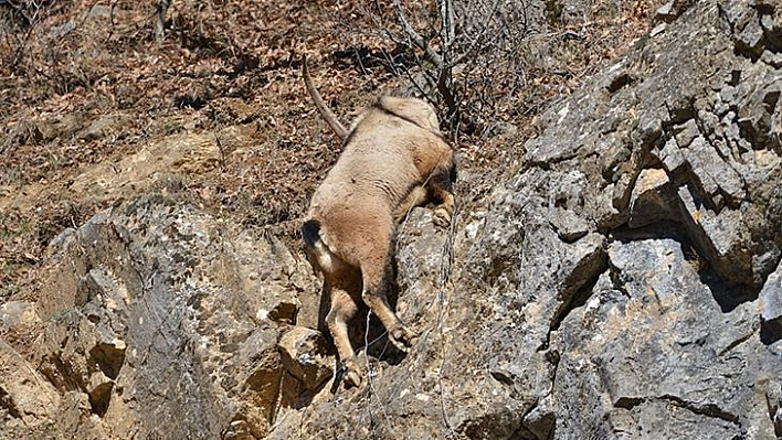 Tunceli'de Koruma Altındaki Yaban Keçisi Ölü Bulundu