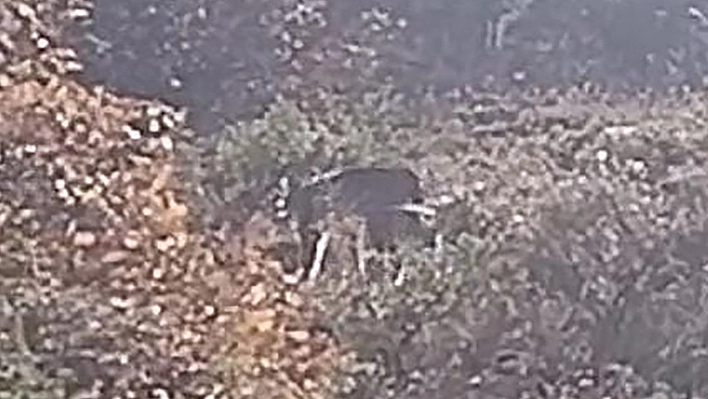 Tunceli'de köyde gezinirken, vaşak ailesi ile karşılaştı