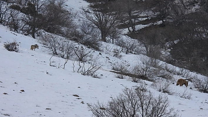 Tunceli'de Kurt ve Ayı yemek için karşı karşıya geldi