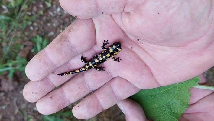 Tunceli'de lekeli ve benekli semenderleri izleme çalışması