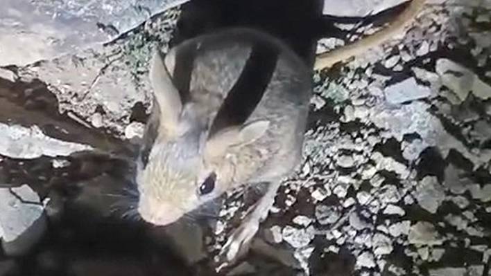 Tunceli'de nesli tükenme tehlikesi altında bulunan Arap tavşanı görüldü