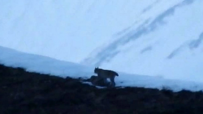 Tunceli'de nesli tükenmekte olan vaşak görüntülendi