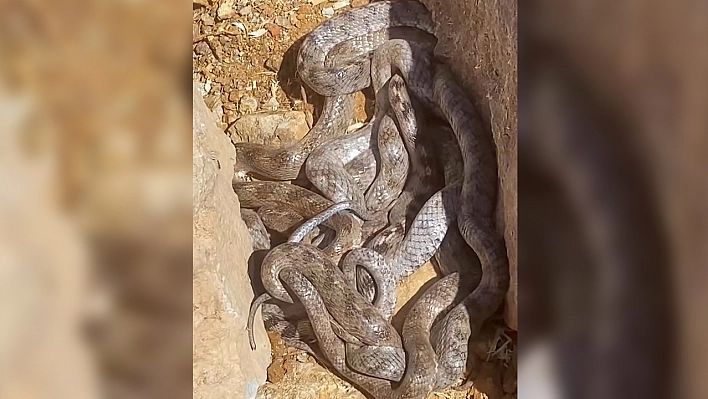 Tunceli'de şaşırtan yılan manzarası