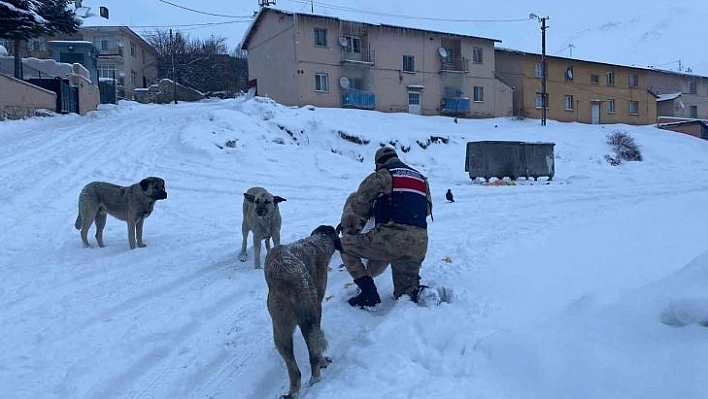 Tunceli'de sokak hayvanlarına Mehmetçik şefkati