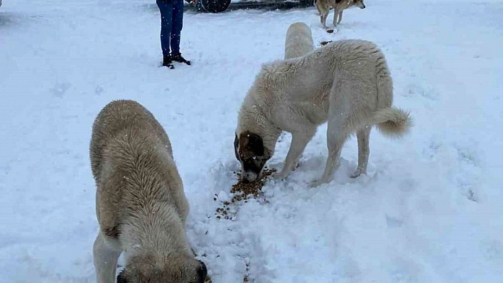 Tunceli'de sokak hayvanlarına mama ve su desteği