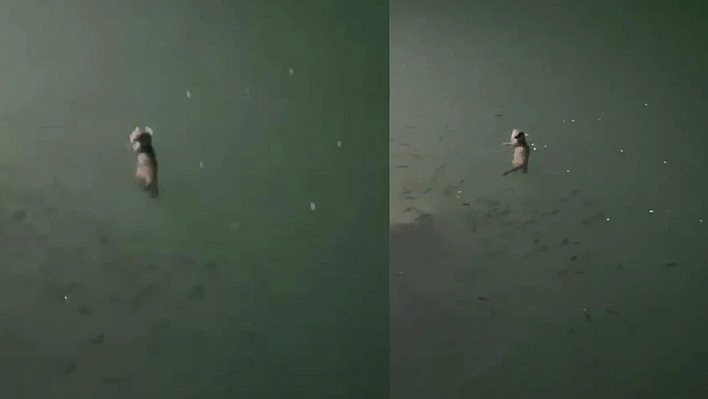 Tunceli'de su samuru görüntülendi