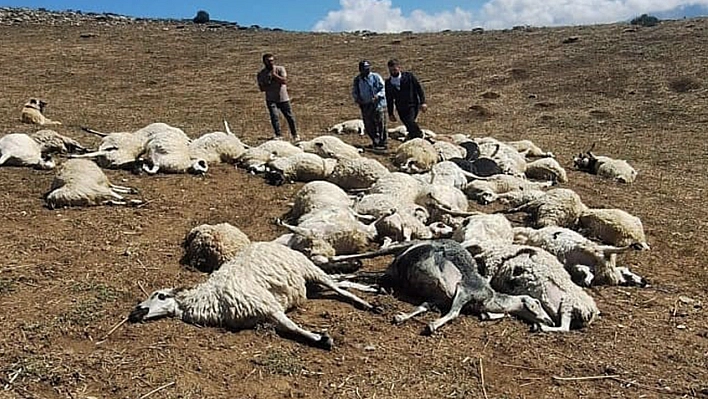 Tunceli'de sürüye yıldırım düştü