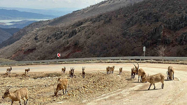 Tunceli'de tuz için kara yoluna inen yaban keçileri görüntülendi