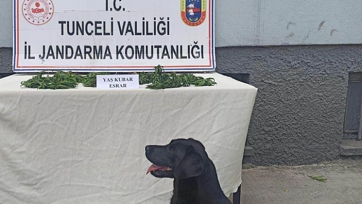 Tunceli'de uyuşturucu operasyonu: 1 gözaltı