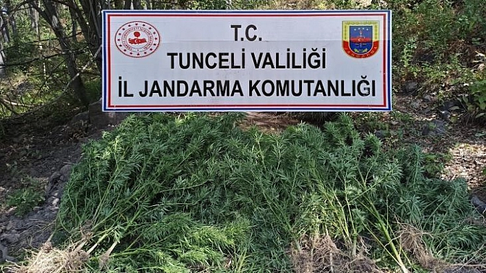 Tunceli'de uyuşturucu operasyonu