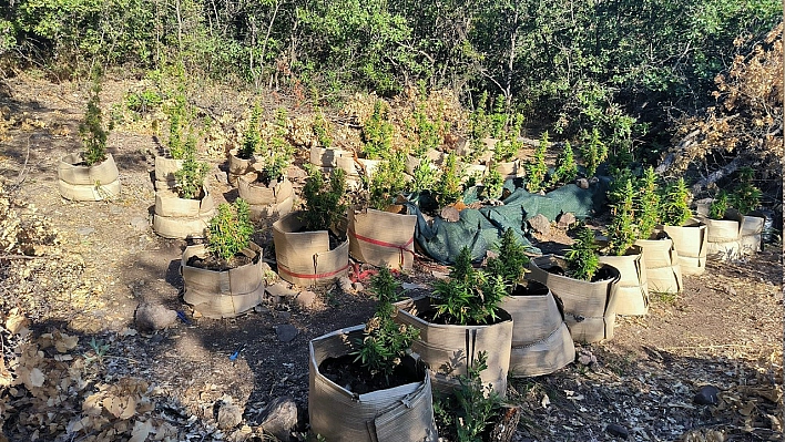 Tunceli'de uyuşturucu ve kaçak av operasyonu