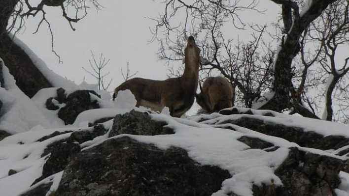 Tunceli'de yaban hayvanları için doğaya 10 ton yem bırakıldı