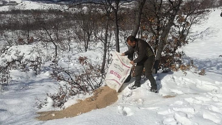 Tunceli'de yaban hayvanları için doğaya yem bırakıldı