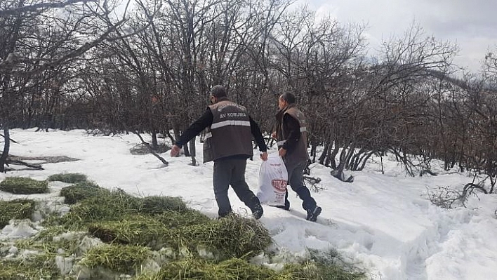 Tunceli'de yaban hayvanları için doğaya yem bırakıldı