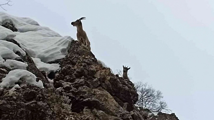 Tunceli'de yaban keçileri görüntülendi