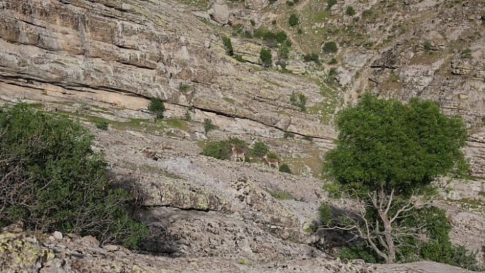 Tunceli'de yaban keçileri merkeze yakın noktaya kadar indi