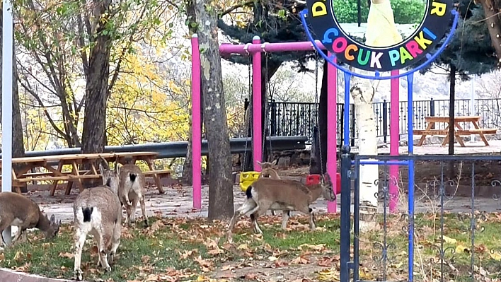 Tunceli'de yaban keçileri oyun alanını mesken tuttu