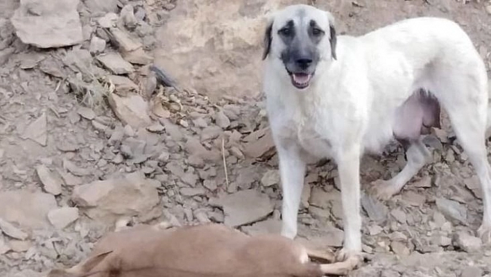 Tunceli'de yaban keçileri şimdi de başıboş köpeklerin hedefinde