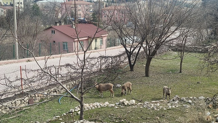 Tunceli'de yaban keçileri sokakları mesken tuttu