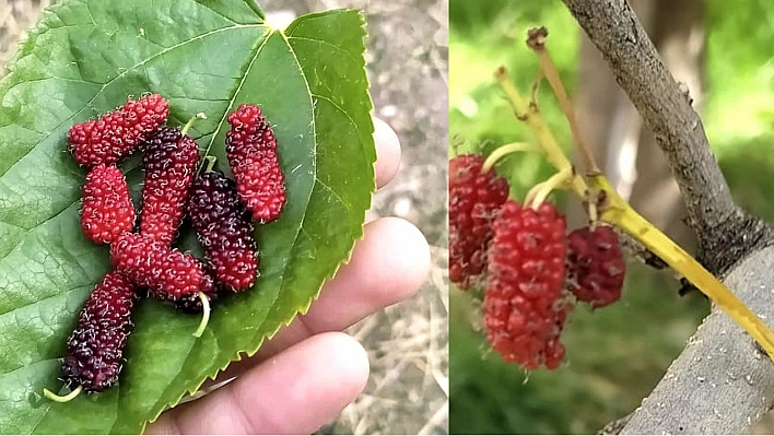 Tunceli'de yalancı bahar