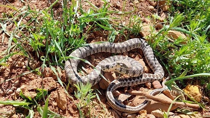 Tunceli'de yarı zehirli Kocabaş yılanı görüntülendi