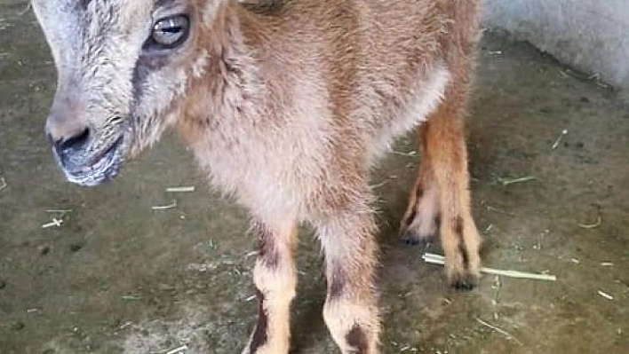 Tunceli'de yavru dağ keçisi koruma altına alındı