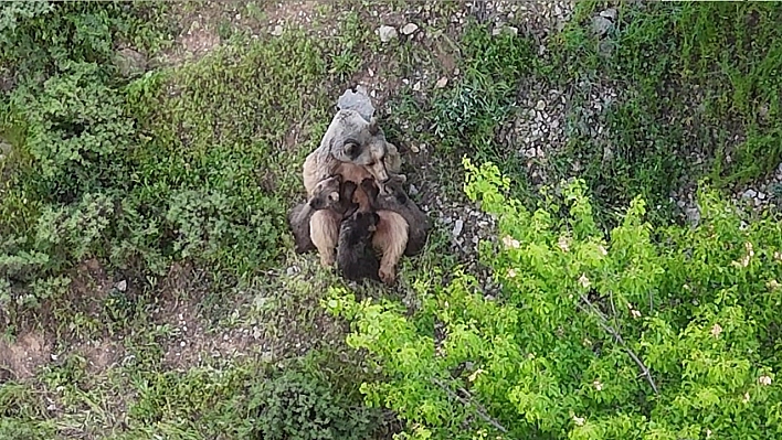 Tunceli'de yavrularını emziren ayı, dronla kaydedildi