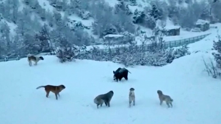 Tunceli'de yerleşim yerine inen domuzlarla köpekler site bahçesini paylaşamadı