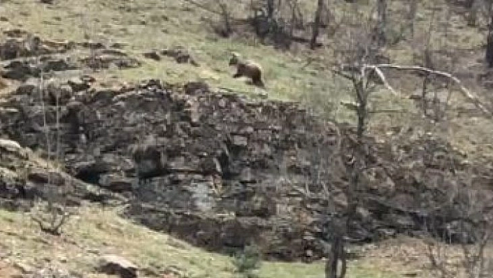 Tunceli'de yiyecek arayan boz ayı görüntülendi