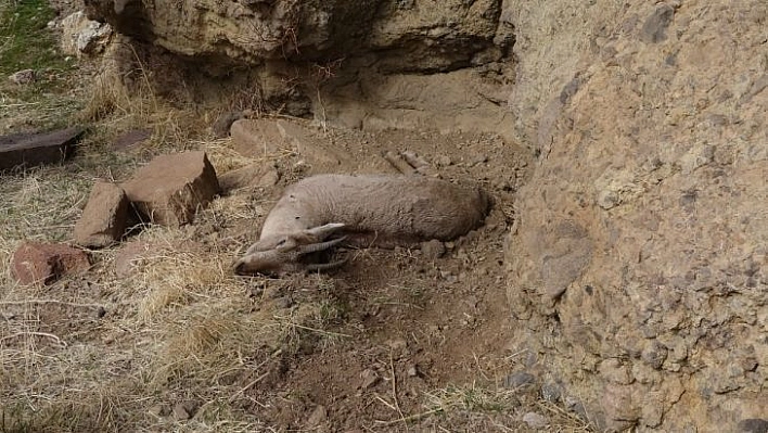 Tunceli'deki yaban keçisi ölümlerinin nedeni veba çıktı