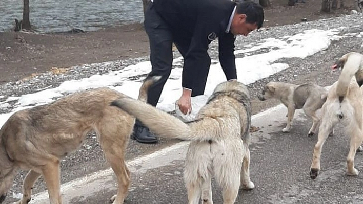 Tuncelili gurbetçilerden sokak hayvanlarına mama desteği