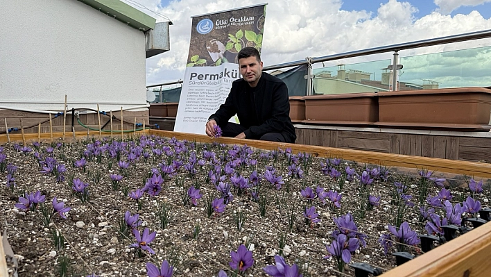 Ülkü Ocakları Genel Merkezi'nin Terasında Safran Hasadı