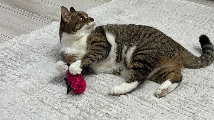 Uzmandan evcil hayvanlarda aşı uyarısı