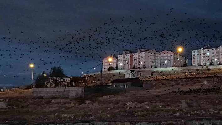 Van'da binlerce karga gökyüzünü kapladı