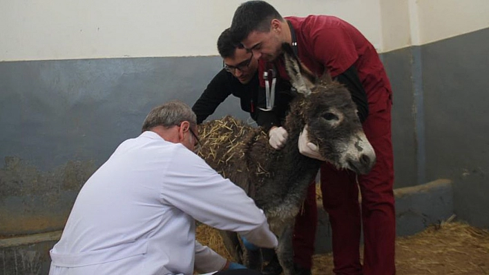 Vücudunda yanıklar bulunan sıpa tedavi edildi