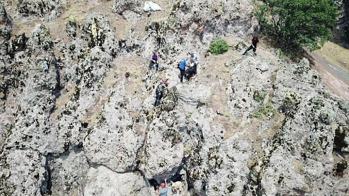 Yaban hayvanlarının saldırısından kaçan keçileri AFAD ve jandarma ekipleri kurtardı