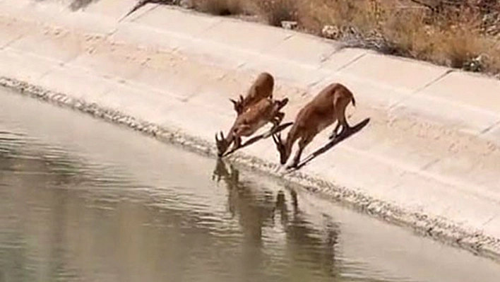 Yaban keçileri sulama kanalında su içerken görüntülendi