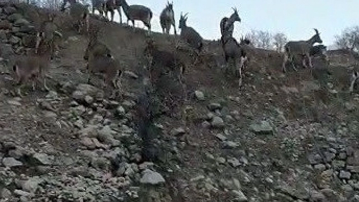 Yaban keçilerinin ilçe halkını mutlu eden istilası