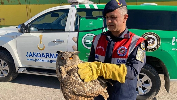 Yaralı baykuşa duyarlı vatandaş şefkati