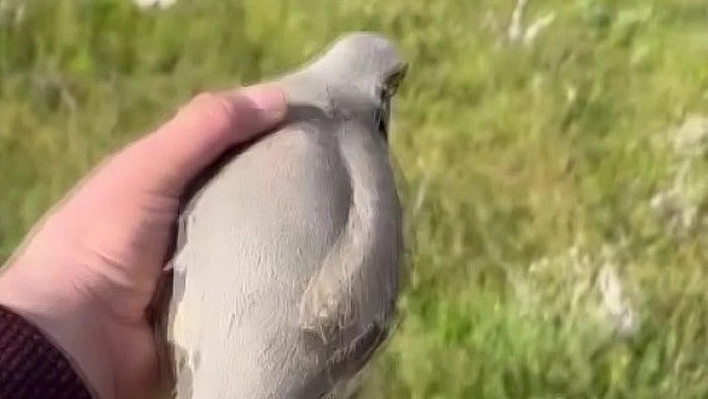 Yaralı bulduğu kekliğin tedavisini yaptıktan sonra doğaya saldı