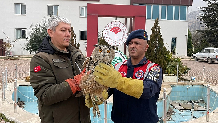 Yaralı Bulunan Baykuş Koruma Altına Alındı