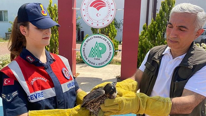 Yaralı Bulunan 'Doğan' Tedavi Altına Alındı