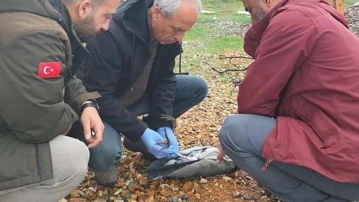 Yaralı Gri, Balıkçıl Kuşu Tedavi Altına Alındı