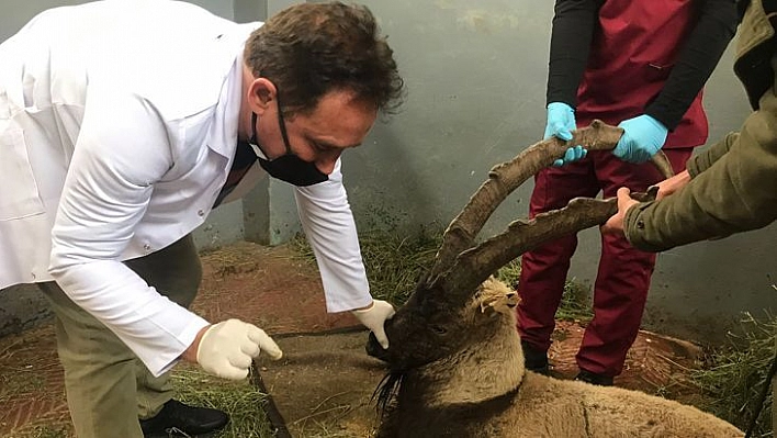 Yaralı Halde Bulunan Dağ Keçisi Tedavi Altına Alındı