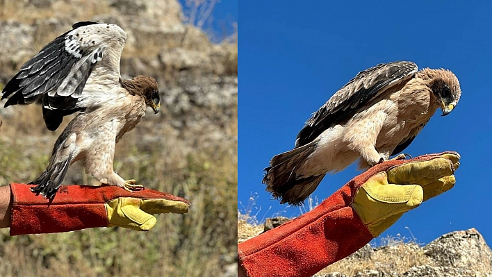 Yaralı Halde Bulunan Kartal Tedavi Altına Alındı