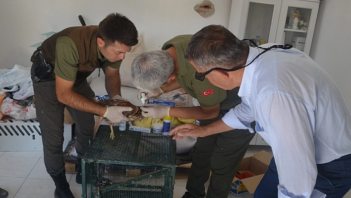 Yaralı Kızıl Şahin Tedavi Altına Alındı