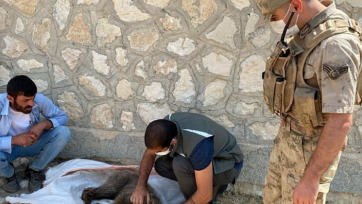 Yaralı yavru ayıyı önce beslediler, ardından tedavi edilmesi için ekiplere teslim ettiler